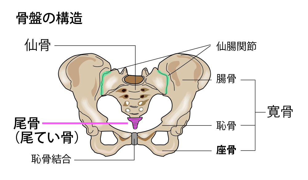 尾骨