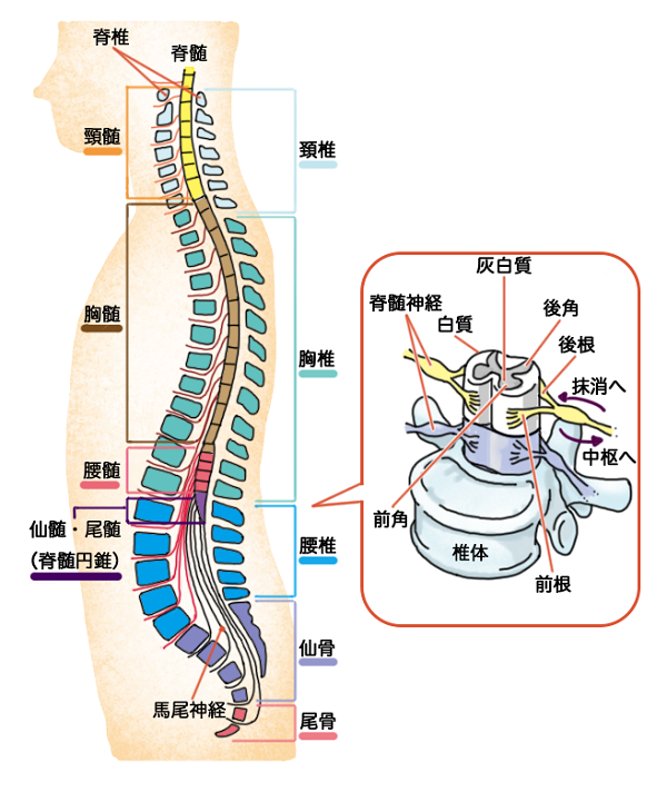 脊髄神経