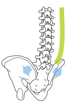 背中が丸くなると、仙腸関節にかかる圧力が弱まり、骨盤が弛んでしまう（開いてしまう）。