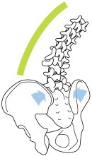 背中を伸ばすと、仙腸関節に圧力がかかり、骨盤は締まる。