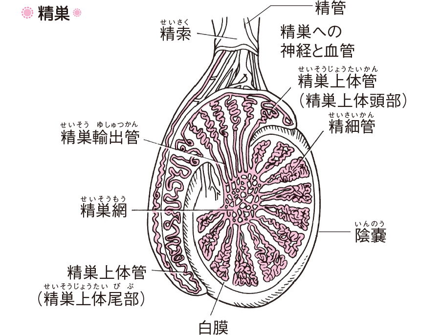 睾丸